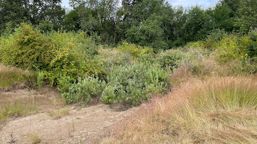 Penstemon Prairie (restoration site) - Thumbnail