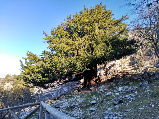 Valle de los Tejos Milenarios - Thumbnail