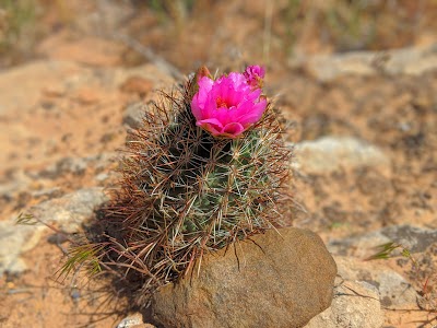 McInnis Canyons National Conservation Area