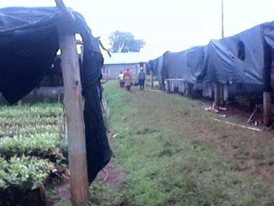 Photos of Tea Research Foundation of Kenya