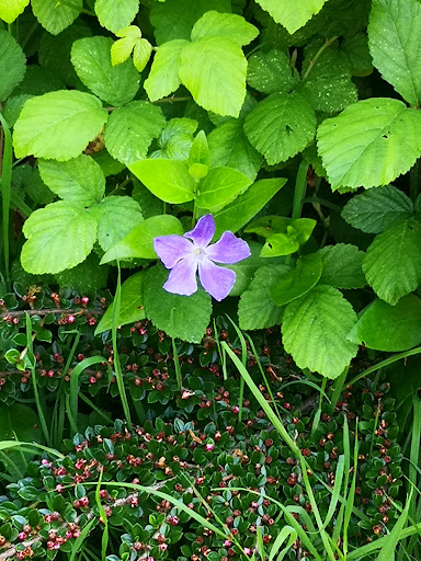 Strode Park - Visual