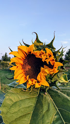 Photo n°15 de Association La Belle et La Blette à La Riche (Fournisseur de produits alimentaires)