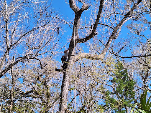 Treed up - Visual