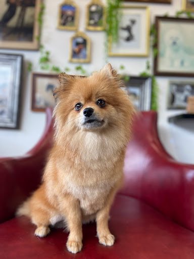 Barker's Boutique Dog Grooming - Thumbnail