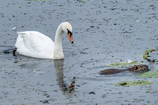 Wildlife Beobachtung - Taube Elbe Penkefitz - Thumbnail