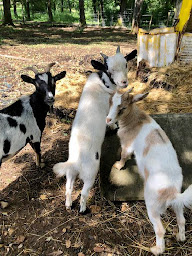 Photo n°58 de Camping Le Pech Charmant - Dordogne à Les Eyzies (Piscine)