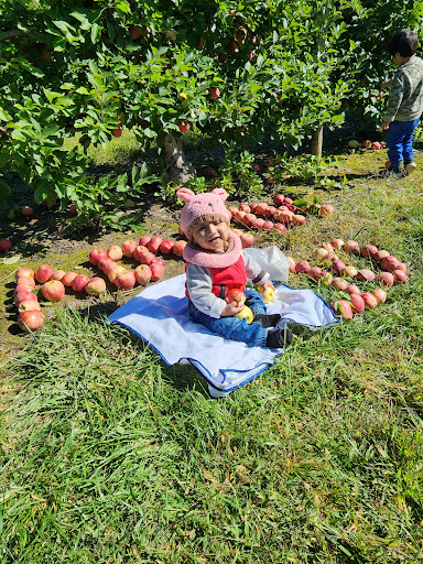 Terhune Orchards Pick Your Own Apple Orchard Gallery - United States