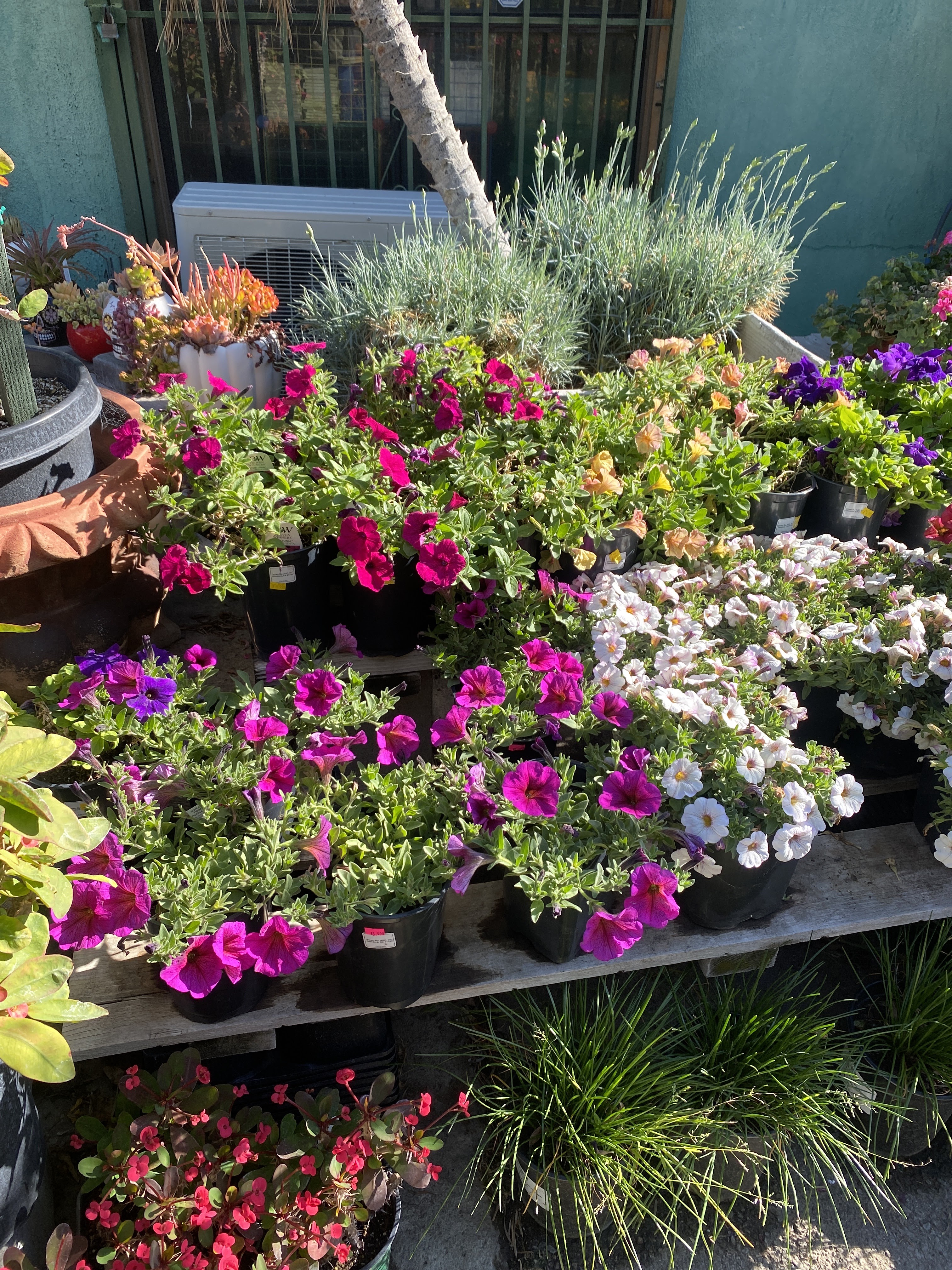 Mike's Nursery
