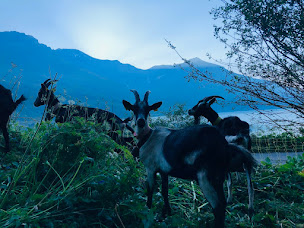 Photo n°21 de La P'tite Ferme d'Antho à Val-Cenis (Fromagerie)