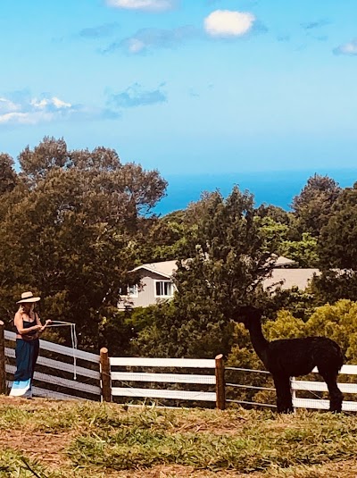 Maui Alpaca