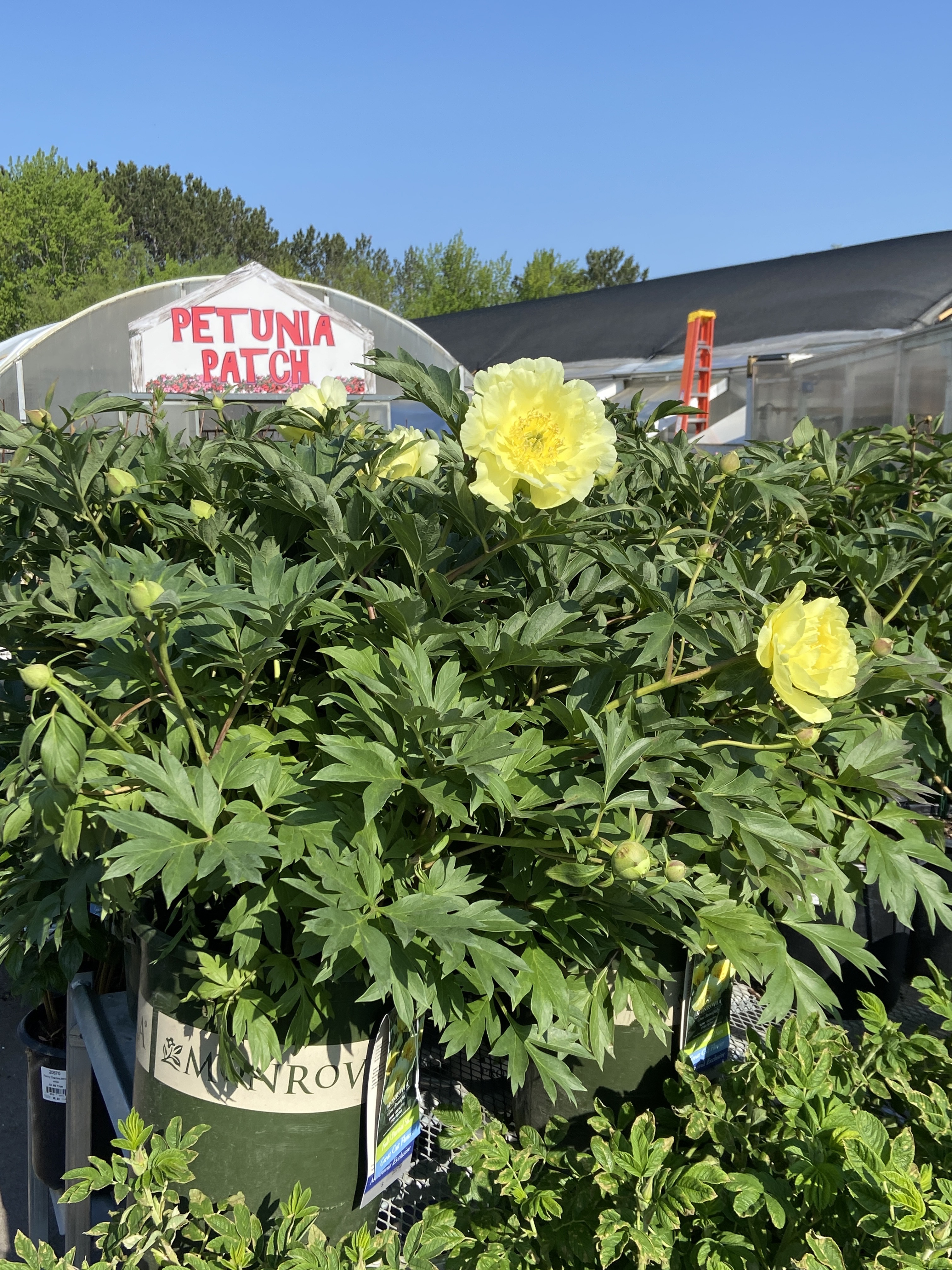 Vern's Greenhouse