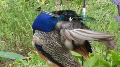 Waterfowl Exhibit