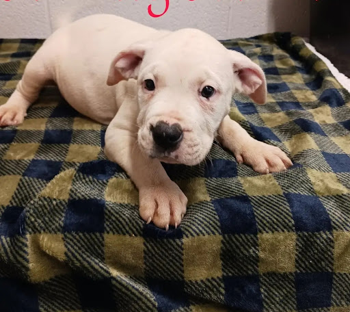 Highland Humane Society - Thumbnail