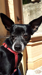 Photo n°15 de Rien Que Pour Eux à Carros (Service de sauvetage d'animaux)