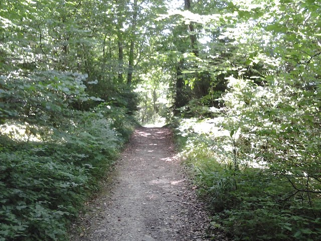 Forêt de Saou