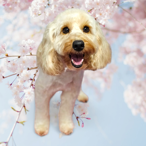 Constellation pet spa