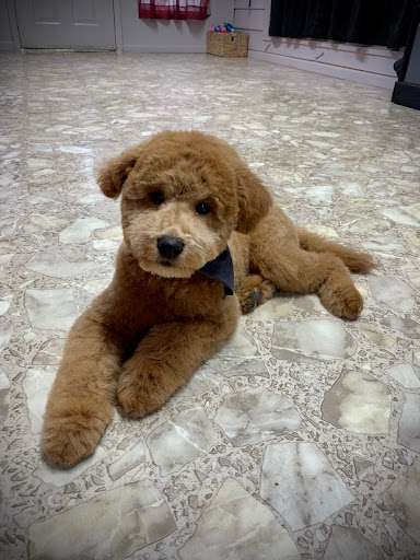 Canine Cuts - Thumbnail