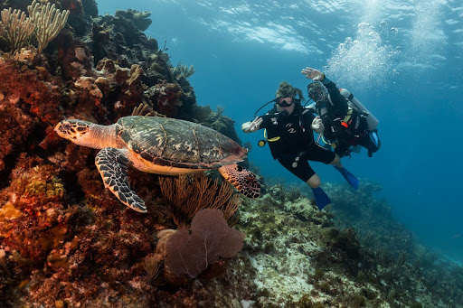 Pocna Dive Center - PADI 5 Star IDC Center / PADI 5 Star Resort