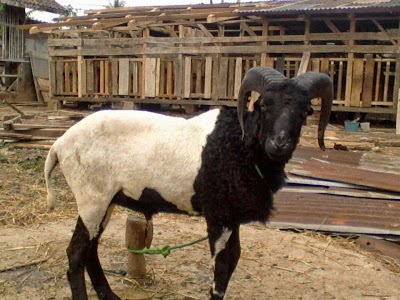Photos of LESTARI CIDAHU