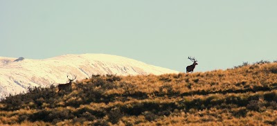 Photos of High Peak Hunting New Zealand