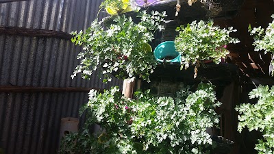 Photos of Hydroponics Africa