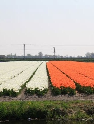 Farm Fields - Visual