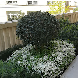Photo n°3 de Perspectives Jardins à Clichy (Service d'élagage)