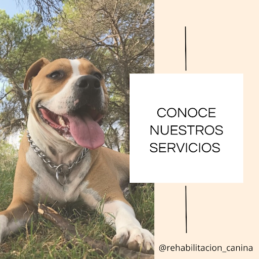 Rehabilitación canina