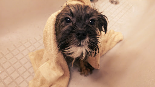 Louise's Doggycare & Trimsalon - Thumbnail
