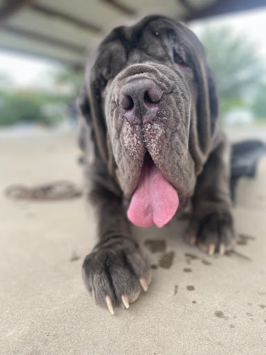 Yappy Hour Dog Grooming - Thumbnail