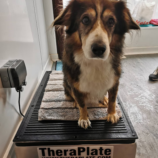 Buxton K9 Hydrotherapy & Raw Food - Thumbnail