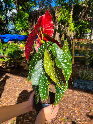 Florida Flora - Visual