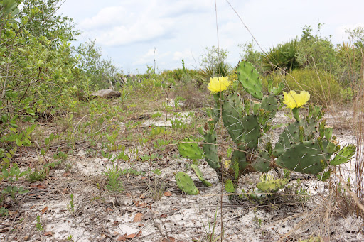 Scrub Trail - Visual