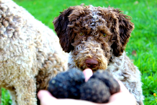 Vecchio Borgo Tartufi - Truffle Hunting Experience