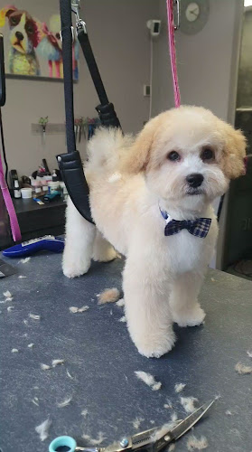 Caroll's Pawsitive Trimsalon openingstijden