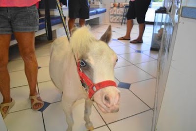Photos of Animal Care Clinic