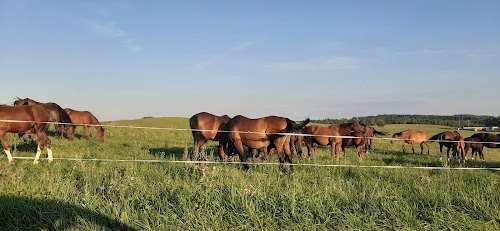 Skauduliškių ežeras