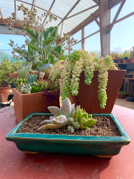 Photo n°6 de atelier Succulentes à Saint-Gonnery (Pépinière)