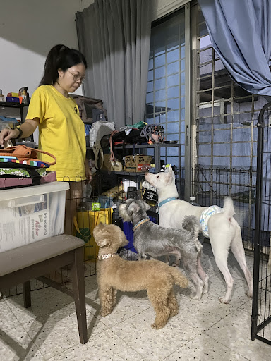 Swirly and Friends - Hotel Kucing and Anjing di Subang Jaya