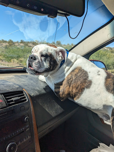 Companion Pet Clinic of Arizona - Thumbnail