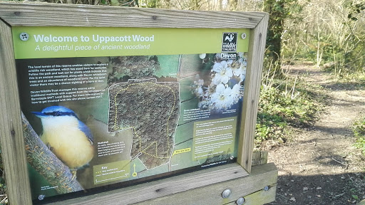 Uppacott Wood - Thumbnail