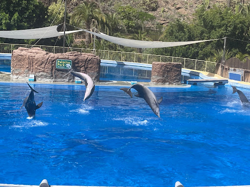 Dolphins