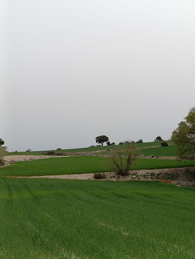 Arbre de Mas d'en Trilla - Thumbnail