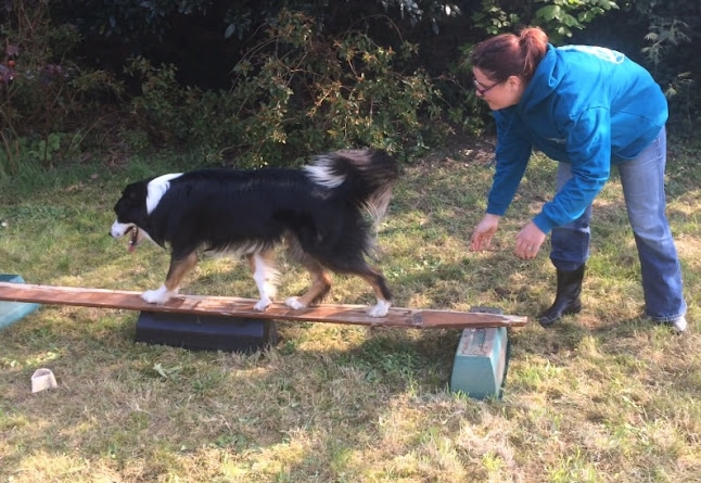 Le Bon C'hien Educateur canin et comportementaliste