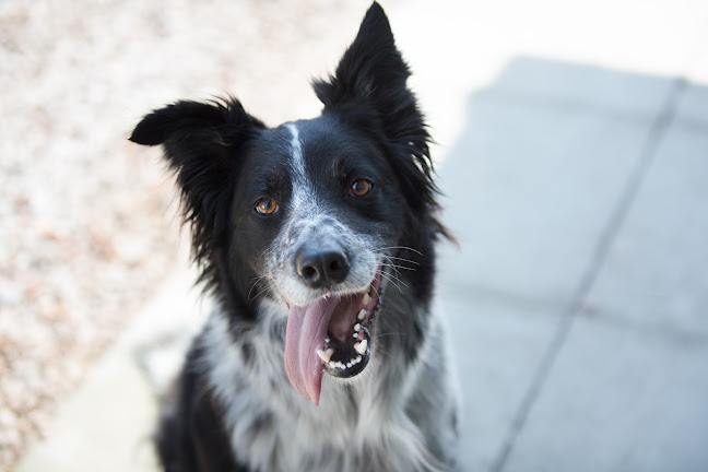 Comments and reviews of Backwell Vets