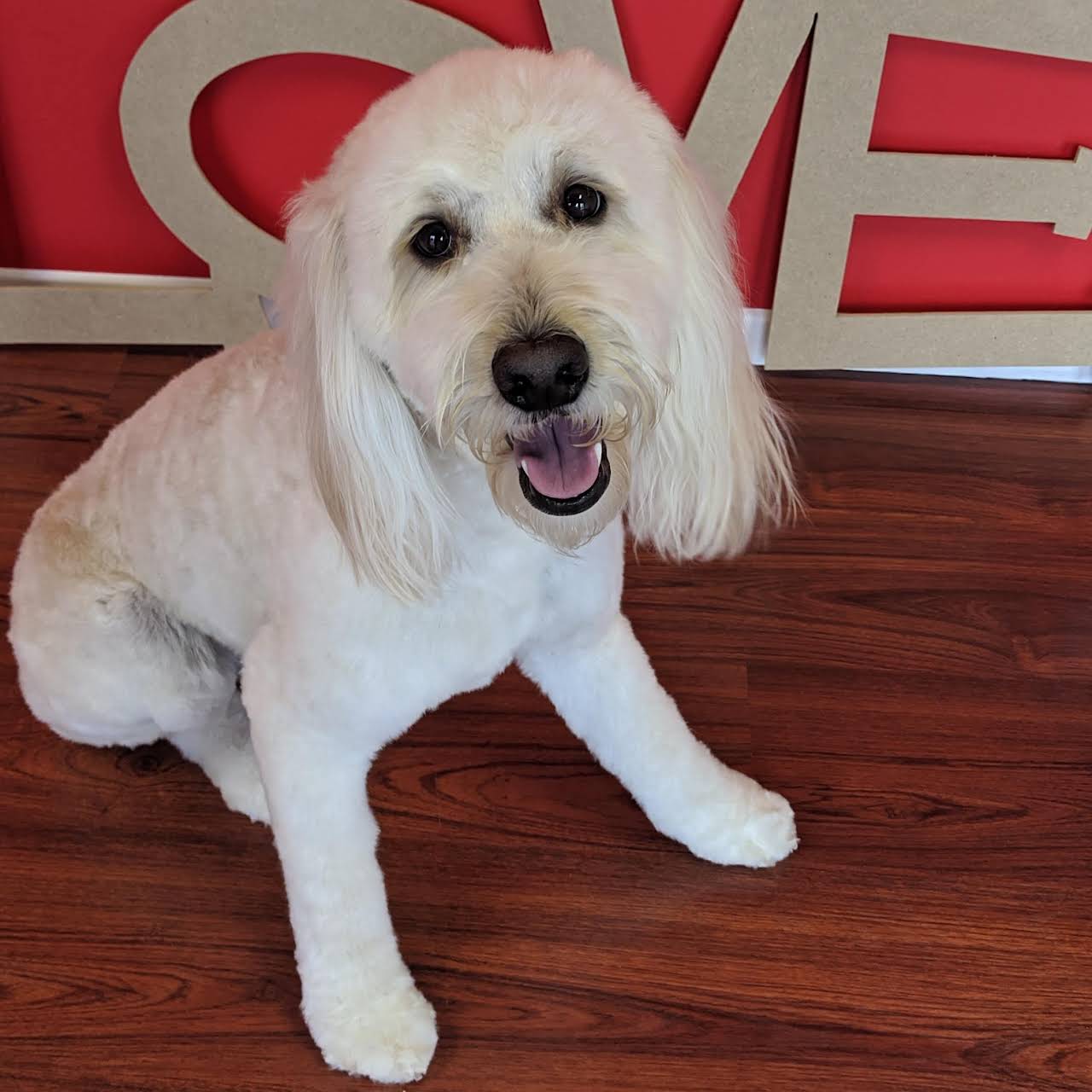 Fur The Love! Dog Grooming Studio Pet Groomer in Sandy