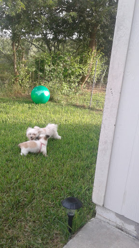 The Cutest Things