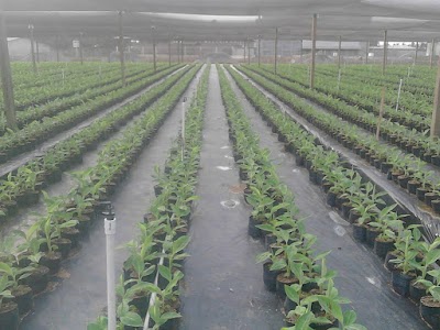 Photos of Finca Las Vegas, Tiquisate Escuintla.