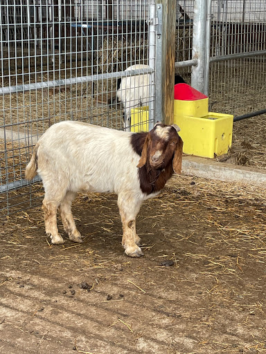 HalalCo Meats Farm