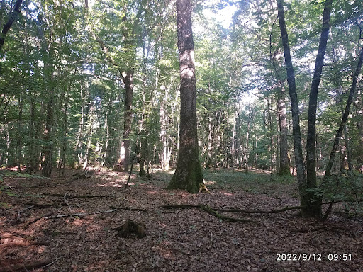 Randonnée dans la Forêt d'Othe - Thumbnail